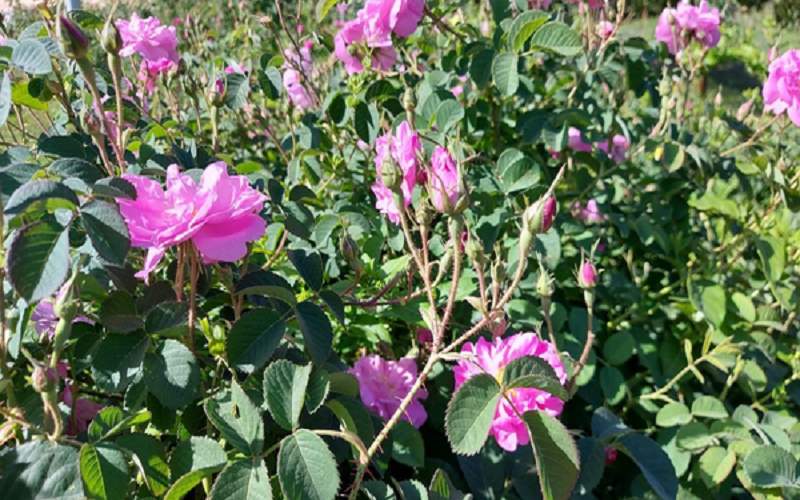 صادرات محصولات گلخانهای سیستانوبلوچستان به بازارهای جهانی