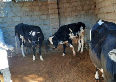 واکسیناسیون رایگان دام‌های سنگین در شهرستان هامون