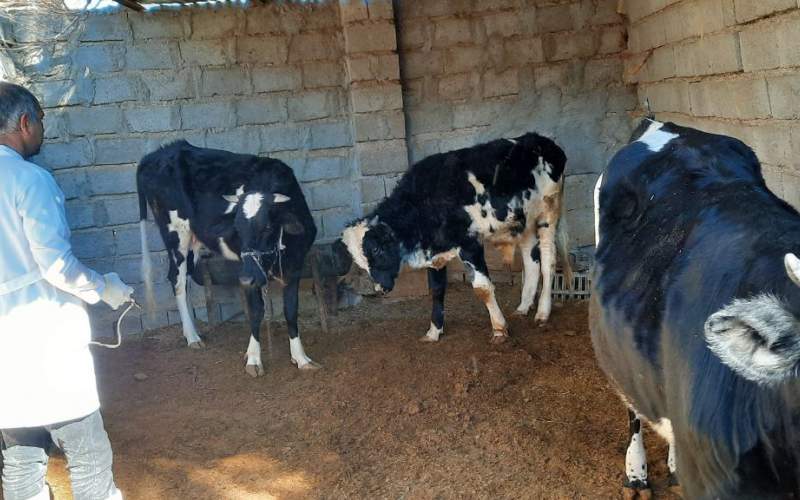 واکسیناسیون رایگان دام‌های سنگین در شهرستان هامون