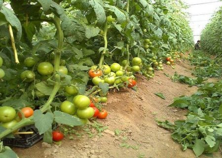 صادرات محصولات گلخانه‌ای سیستا‌ن‌وبلوچستان به ۱۳۵۰ تُن رسید