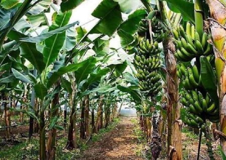 سیستان‌وبلوچستان قطب تولید موز کشور