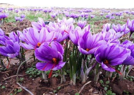 برداشت ۲۴۵ کیلوگرم زعفران از مزارع تفتان