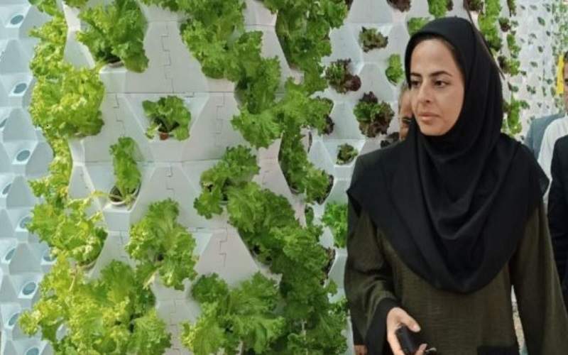 صدور مجوز فعالیت در طرح کولبری