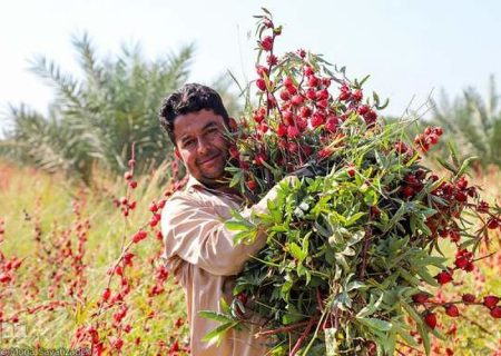 برداشت چای ترش از مزارع شهرستان تفتان
