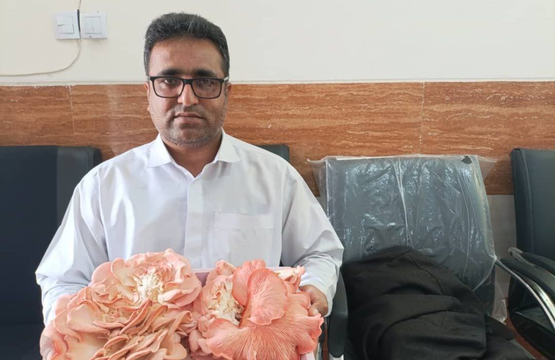 نخستین برداشت قارچ صدفی در کیشکور