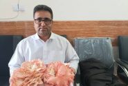 نخستین برداشت قارچ صدفی در کیشکور