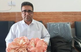 نخستین برداشت قارچ صدفی در کیشکور