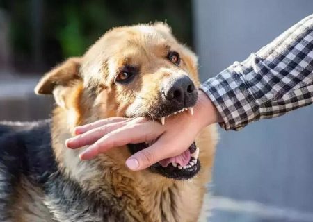 افزایش پوشش واکسیناسیون هاری سیستان‌وبلوچستان