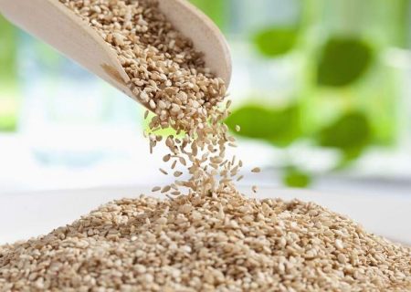 آغاز برداشت کنجد در دلگان