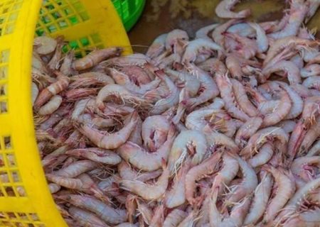 رشد ۱۰۰ درصدی تولید میگو در جنوب سیستان‌وبلوچستان