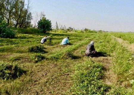 کشت حنا در اراضی کشاورزی دلگان