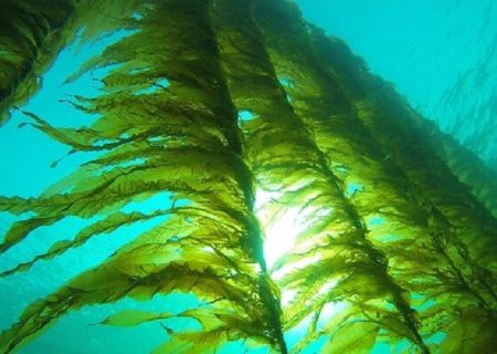 ظرفیت مناسب سیستان‌وبلوچستان برای تولید جلبک‌های دریایی