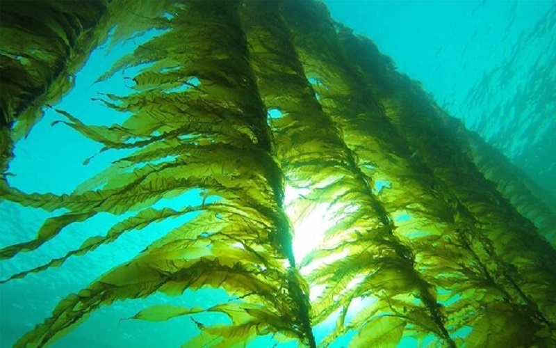 ظرفیت مناسب سیستان‌وبلوچستان برای تولید جلبک‌های دریایی