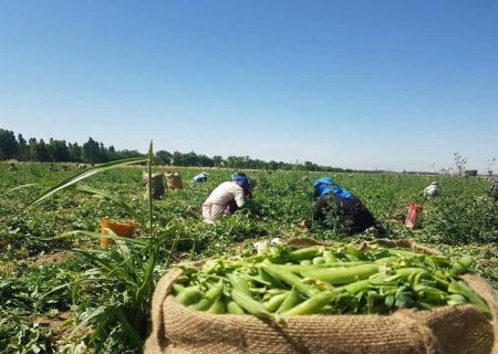 برداشت ۲۵۰ تُن نخود سبز در سرباز