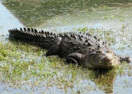 بارندگی کم‌سابقه تهدیدی برای زیستگاه گاندوها