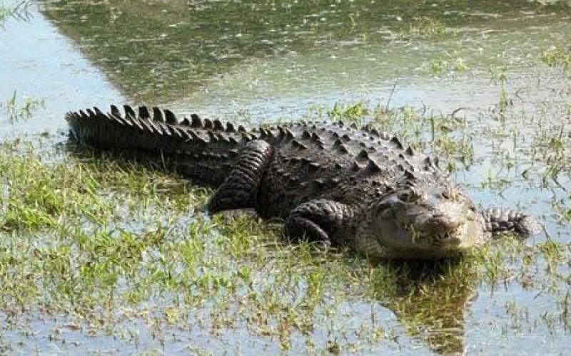 بارندگی کم‌سابقه تهدیدی برای زیستگاه گاندوها