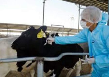 واکسیناسیون ۴۷ هزار دام علیه لمپی‌اسکین