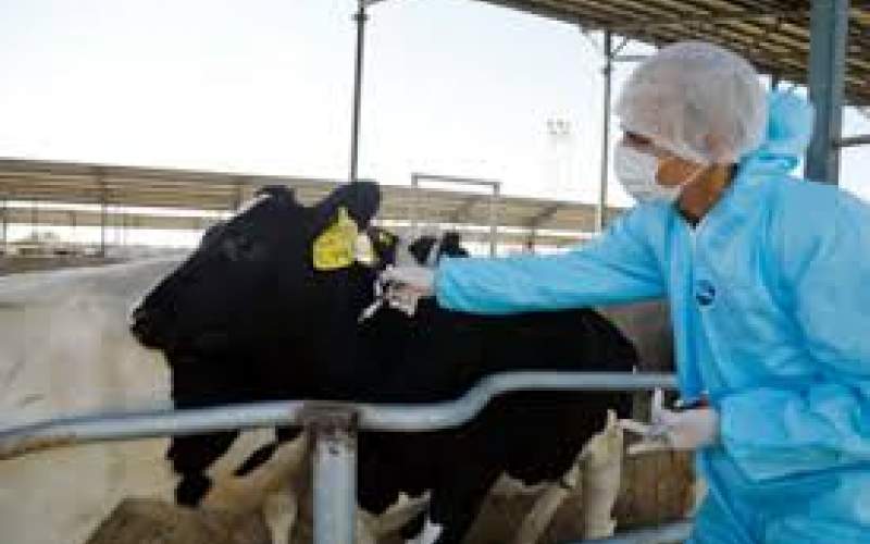 واکسیناسیون ۴۷ هزار دام علیه لمپی‌اسکین