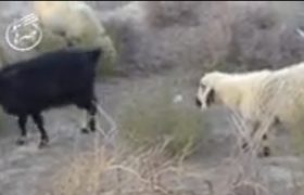 رویش امید با احیای کارخانه خوراک دام سیستان‌وبلوچستان