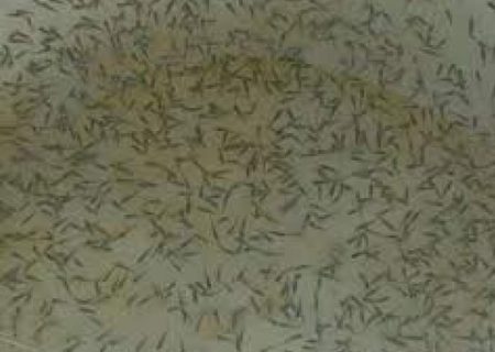 حفظ ذخایر دریا با رهاسازی میگو