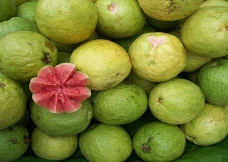 برداشت «گواوا» از ۷۷۰ هکتار باغ‌های جنوب