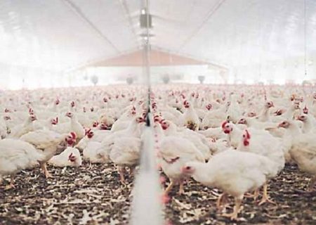 ثبت رکورد جوجه ریزی در سیستان‌وبلوچستان