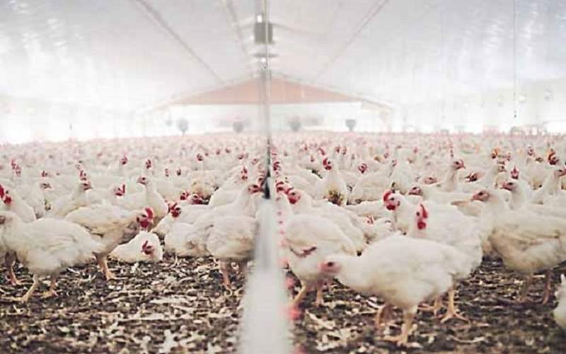 ثبت رکورد جوجه ریزی در سیستان‌وبلوچستان