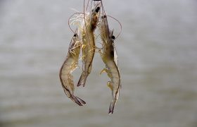 کارخانه خوراک، گمشده صنعت میگوی سیستان‌وبلوچستان