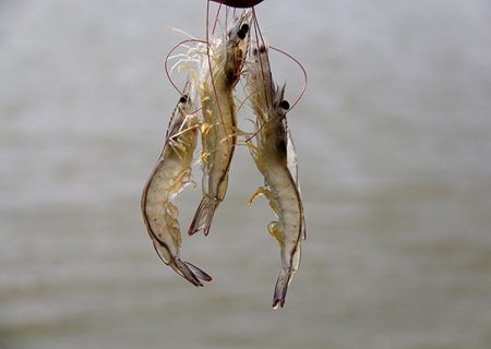 کارخانه خوراک، گمشده صنعت میگوی سیستان‌وبلوچستان