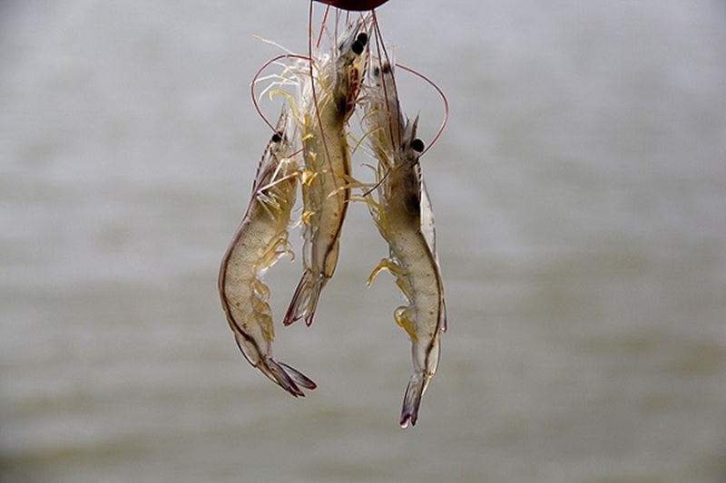 کارخانه خوراک، گمشده صنعت میگوی سیستانوبلوچستان