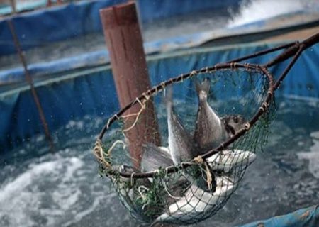 رشد توسعه آبزی پروری در سیستان‌وبلوچستان