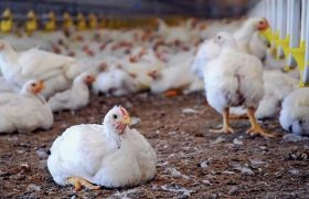 تداوم پایش بهداشتی عرضه مرغ در زاهدان