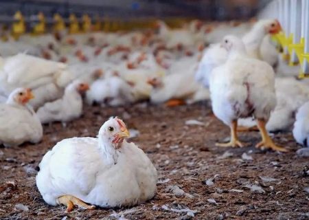 تداوم پایش بهداشتی عرضه مرغ در زاهدان