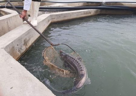 توسعه پرورش ماهیان خاویاری در سیستان‌وبلوچستان