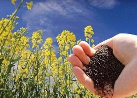 کشت کلزا، نسخه دلگان برای خودکفایی روغن