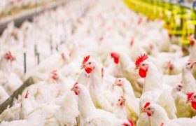 سیب و سوران، پیشرو مرغداری سیستان‌وبلوچستان