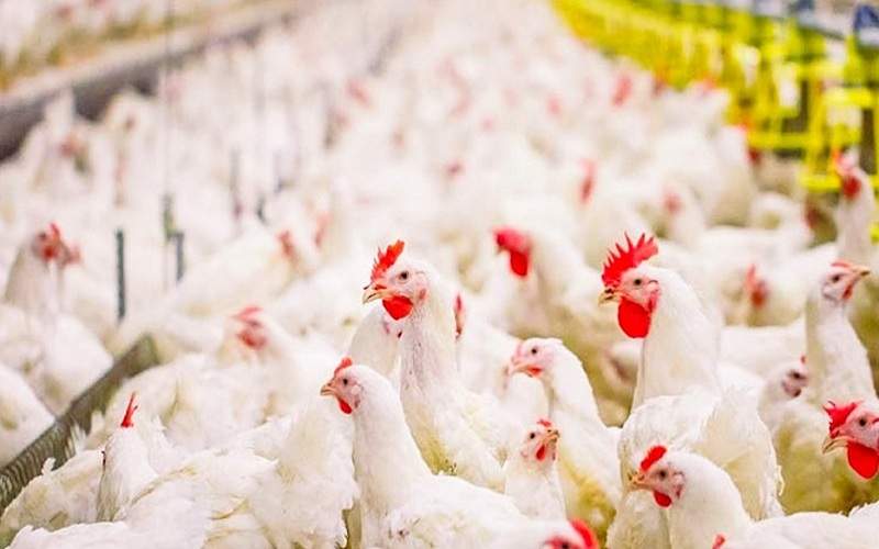 سیب و سوران، پیشرو مرغداری سیستان‌وبلوچستان