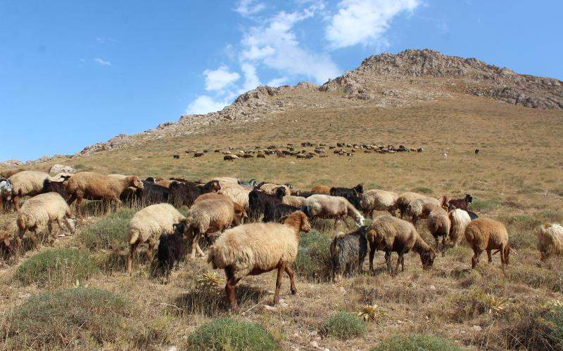 تأیید پروندههای خسارت دامداران بیرک در بیمه