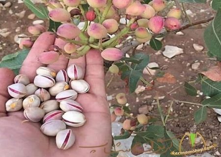 اجرای عملیات زمستانه باغات پسته زاهدان