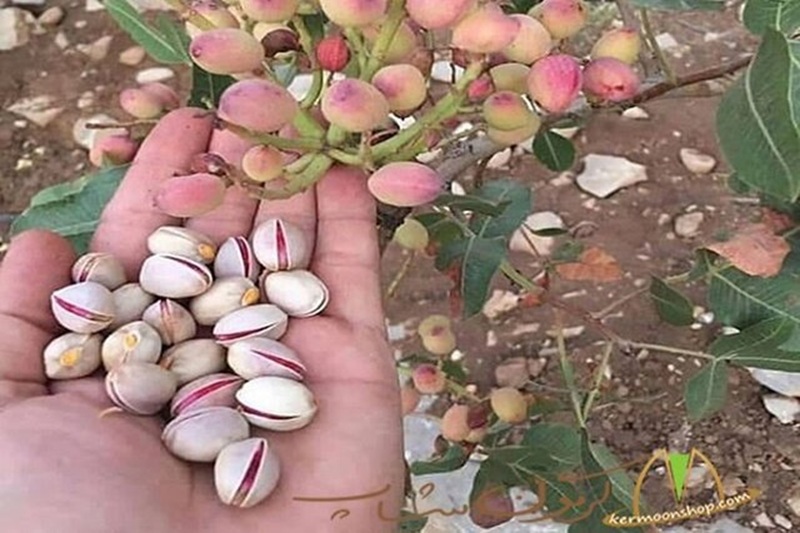 اجرای عملیات زمستانه باغات پسته زاهدان