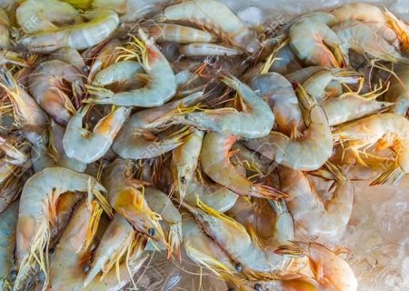 افزایش ۹۴ درصدی تولید میگو در سیستان‌وبلوچستان