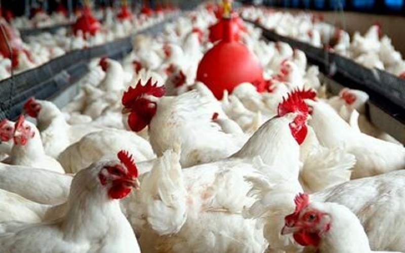 جهش تولید گوشت مرغ در سیستان‌وبلوچستان