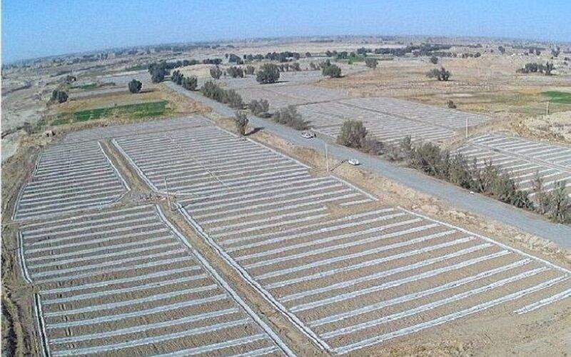 افزایش سطح زیر کشت جالیز در زهک