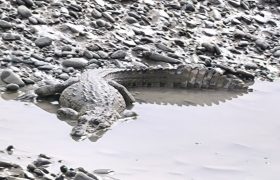 سکوت رودخانه، حضور پنهان گاندوها را فریاد می‌زند