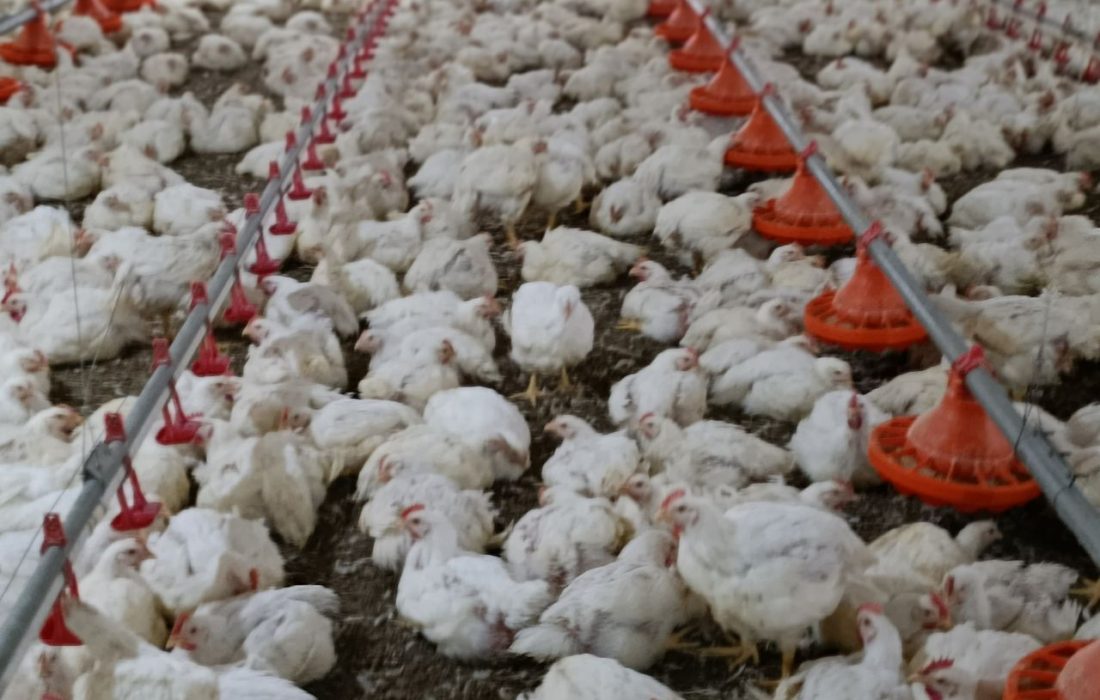 ۲۶ هزار قطعه جوجهریزی در راستای تأمین پایدار گوشت مرغ و آرامش بازار
