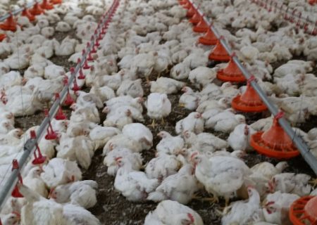 ۲۶ هزار قطعه جوجه‌ریزی در راستای تأمین پایدار گوشت مرغ و آرامش بازار