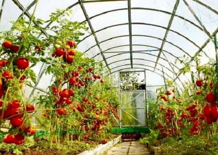 سطح گلخانه‌های سیستان‌وبلوچستان به ۸۷۸ هکتار رسید