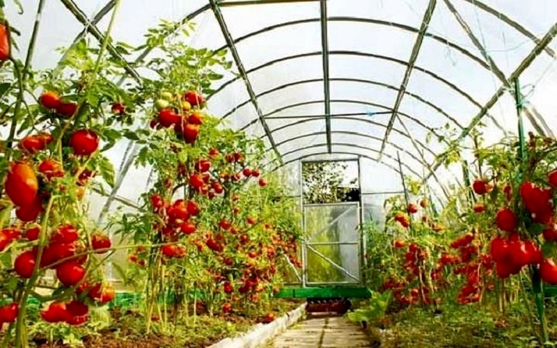 سطح گلخانههای سیستانوبلوچستان به ۸۷۸ هکتار رسید