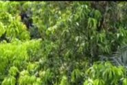 عطر طلایی انبه در نخلستان‌های پارود راسک