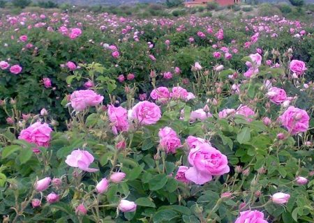 توسعه مزارع گل‌محمدی در زهک با آبیاری نوین